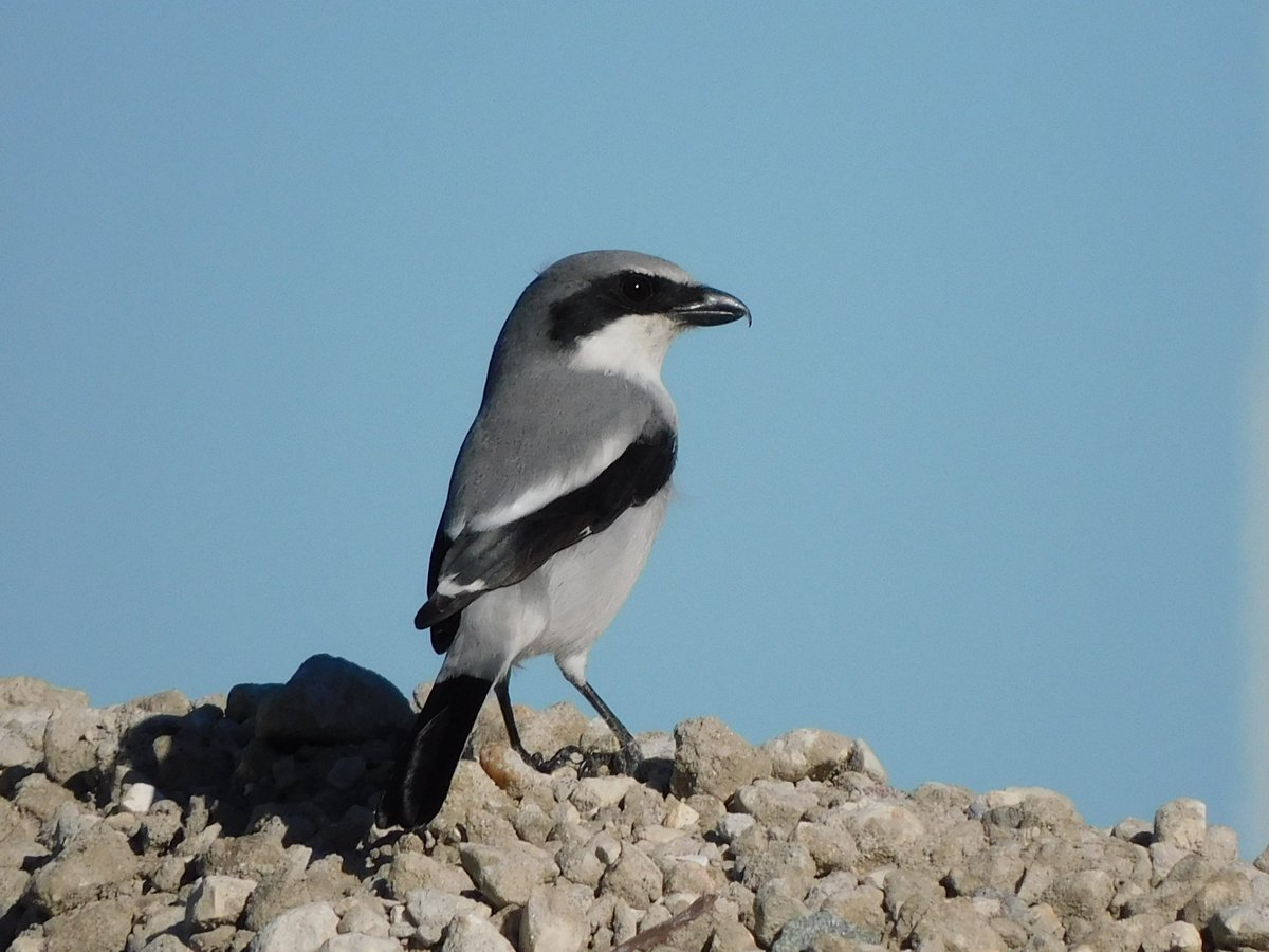 tphilographics's tweet photo. Loggerhead Shrike, Nov 2021
This songbird has the nickname butcherbird. It will use sharp objects such as thorns and wires to impale its prey.
#butcher #bird #beach #florida #nature https://t.co/hrVkzPyYtr
