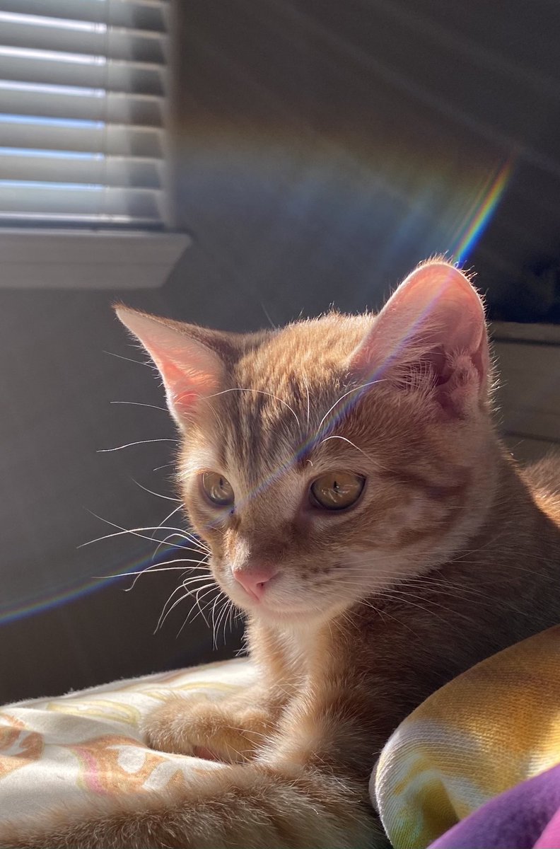 What a beauty! #Caturday #CatsOfTwitter #femaleorangetabby #orangetabby #rheumatoidarthritis #nailart #fblogger