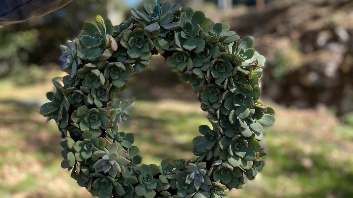 Locally handcrafted succulent wreaths are a beautiful nod to the holiday season, California-style. Find yours in our fresh floral department for a one-of-a-kind host gift or to keep all for yourself!