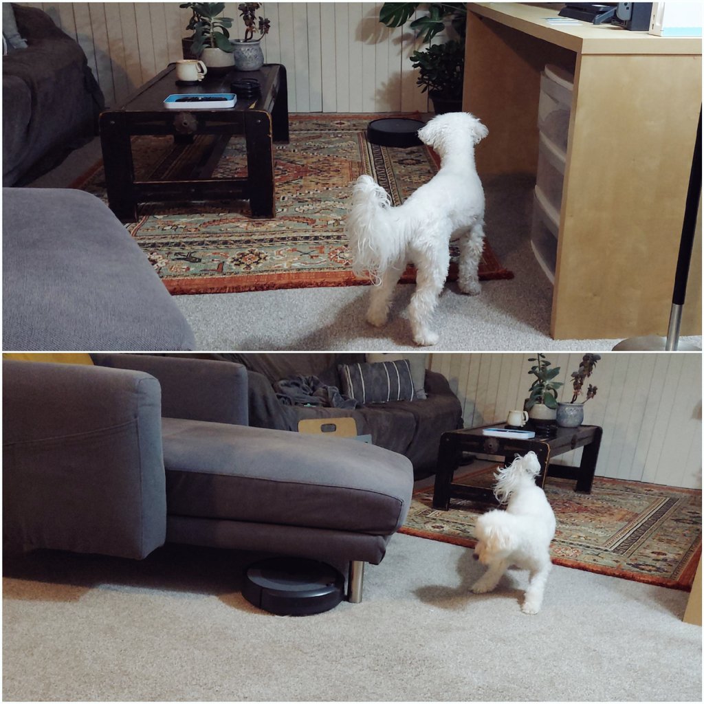 ElJaderos's tweet photo. So we got a roomba... https://t.co/MCCHi5HE3c