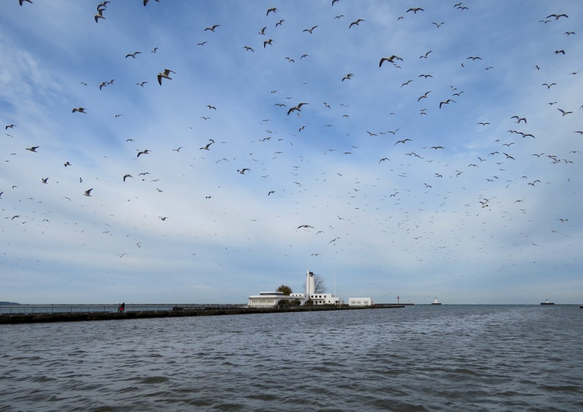 TheIneptBirder's tweet photo. We found a few gulls on the Lake Erie pelagic trip—about 15,000+ of them. When you finish ID’ing these let me know, thanks! #BSBO #Cleveland https://t.co/V9VvqXsUqW
