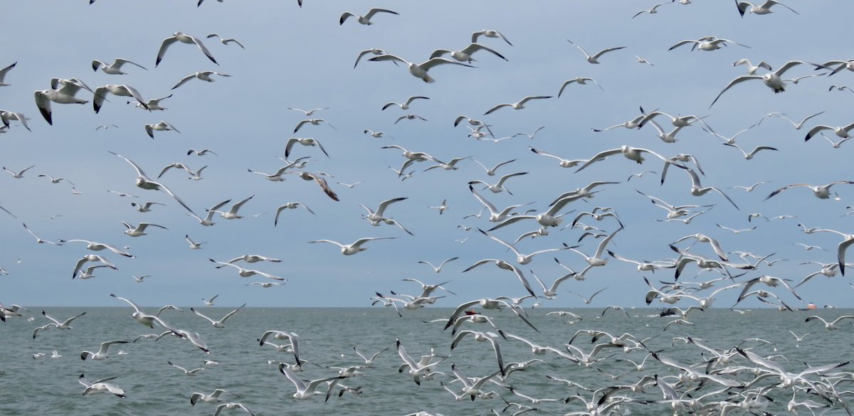 TheIneptBirder's tweet photo. We found a few gulls on the Lake Erie pelagic trip—about 15,000+ of them. When you finish ID’ing these let me know, thanks! #BSBO #Cleveland https://t.co/V9VvqXsUqW