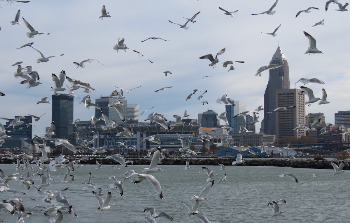 TheIneptBirder's tweet photo. We found a few gulls on the Lake Erie pelagic trip—about 15,000+ of them. When you finish ID’ing these let me know, thanks! #BSBO #Cleveland https://t.co/V9VvqXsUqW