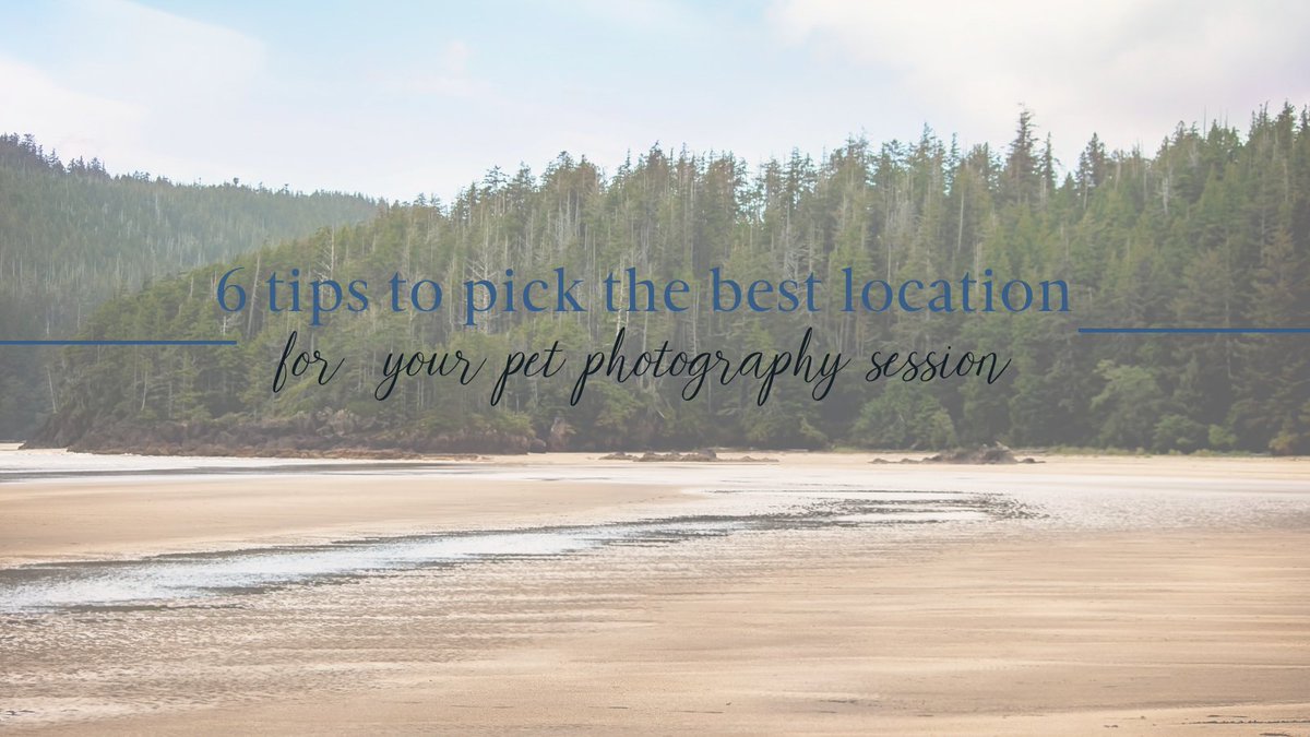 PawsandTailsPetPhotography tweet media