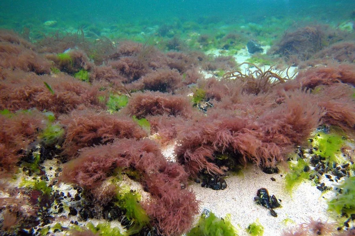 Водоросли обитают в воде откуда впитывают. Ceramium rubrum. Церамиум водоросль. Цистозира водоросль черного моря. Черноморская водоросль Филлофора.