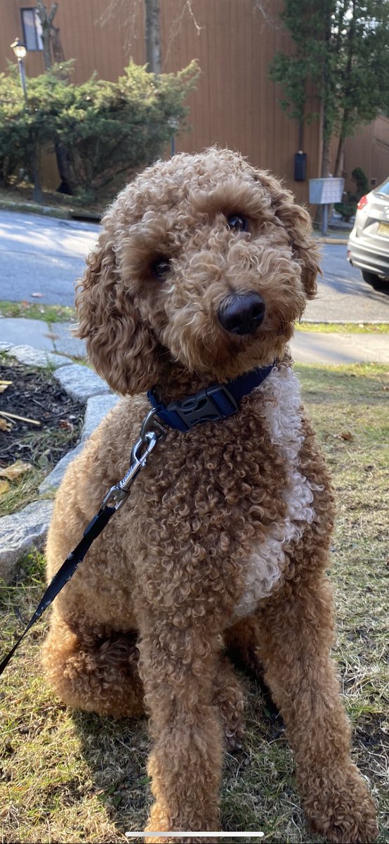 #PupweiserContest <a href="/budweiserusa/">Budweiser</a>