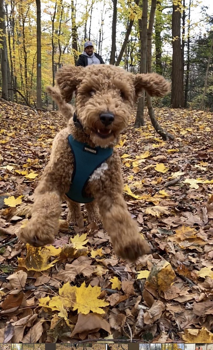 shermmmmmmm's tweet photo. @budweiserusa #PupweiserContest https://t.co/v0OvjmtwOW
