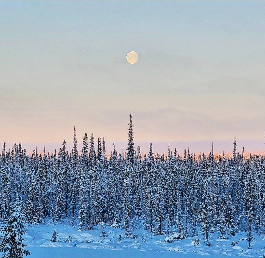 Noon Moon.
November 21, 2021
-31 on the Dempster Highway
#Inuvik #SpectacularNWT