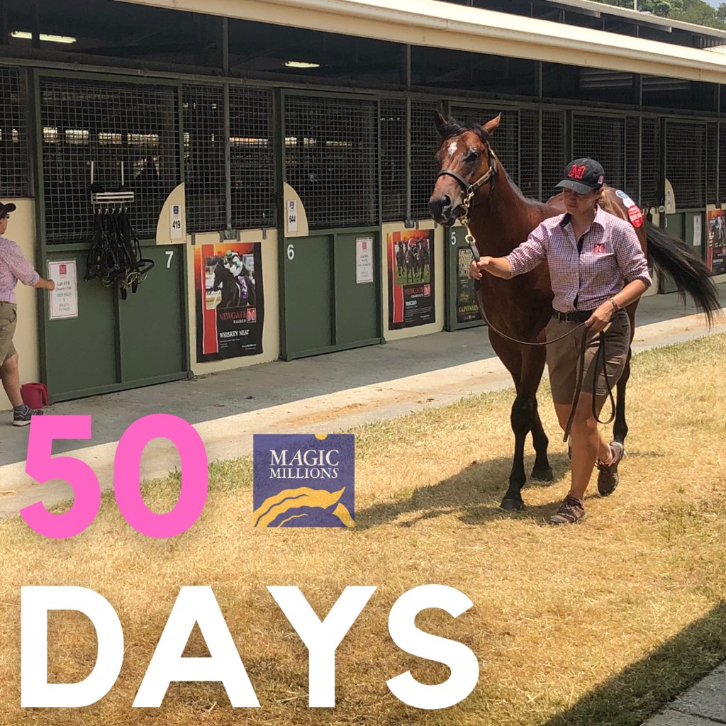 racewithimpact's tweet photo. The countdown is on! ⏰

50 days till the next generation of superstars step through the sale ring. The homework starts now as we dive through the pedigrees and cast our eyes over the hundreds of beautiful yearlings presented at the @magicmillions January Sale https://t.co/aXl127Ehmb
