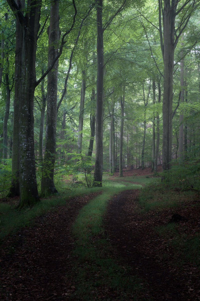JesperKrogh13's tweet photo. After the rain🌧💦
#woodland #photography #photooftheday https://t.co/ExQ6w52Ks0