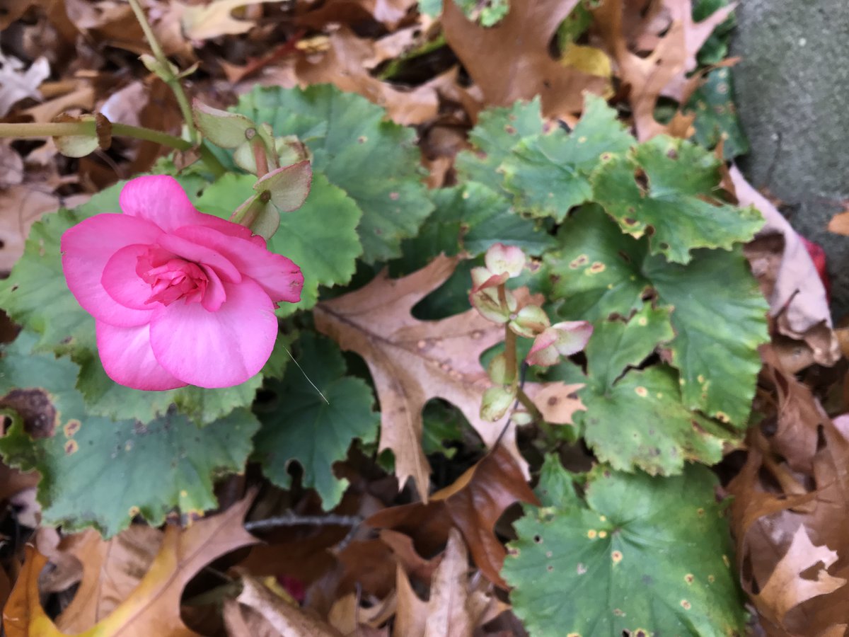 drdogtree's tweet image. Begonia still blooming at the end of November, with a subtle touch of Cercospora leaf spot for good measure.