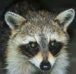FloatMissouri's tweet photo. Missouri’s Nocturnal Animals
 https://t.co/QiIIXVeB7Q https://t.co/4XiS2svCs6