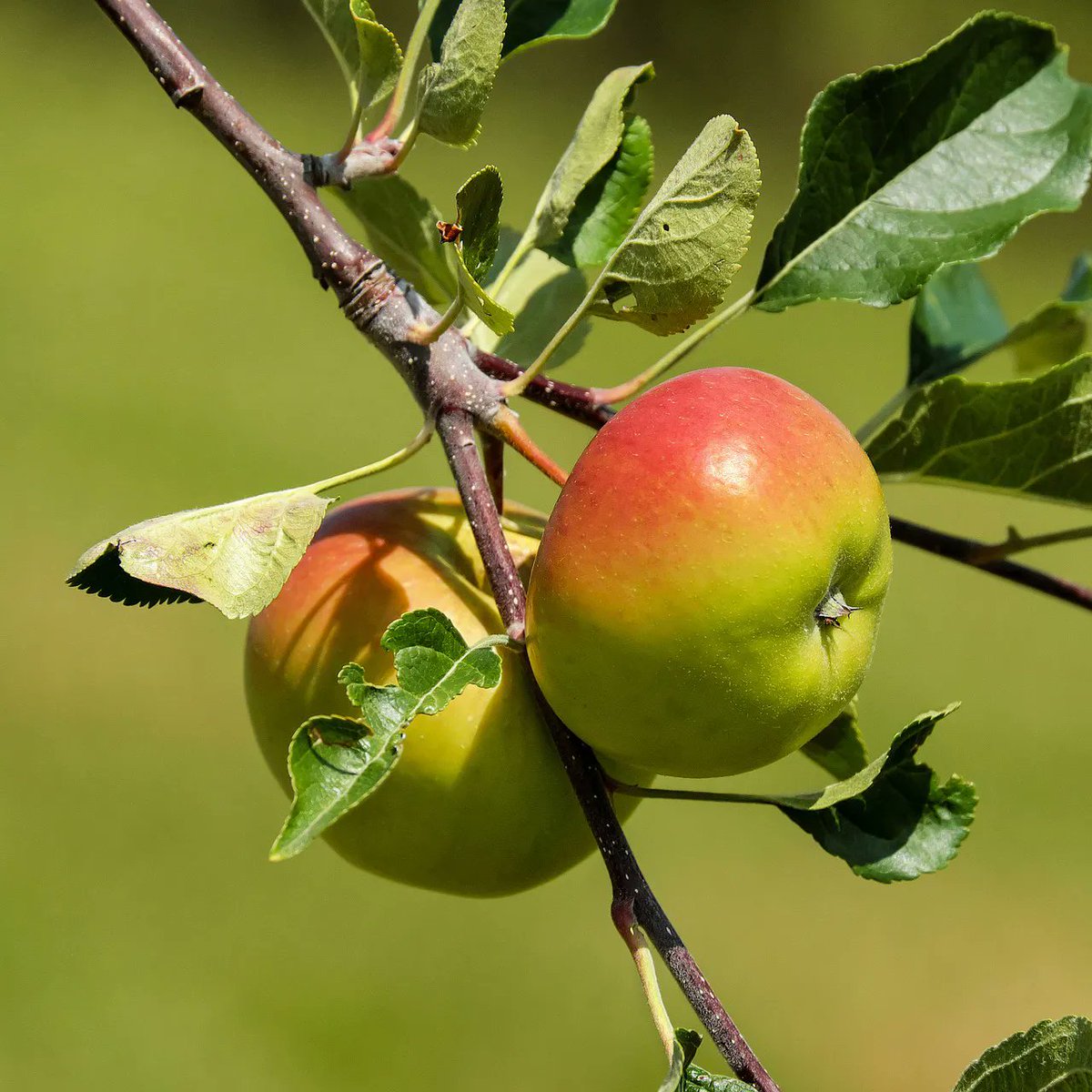 haxnicks's tweet photo. Winter is the time to prune your fruiting trees. To find out how read our latest blog...https://t.co/2ikD18sSob #wintepruning #pruningfruittrees https://t.co/RFJSjqx17m