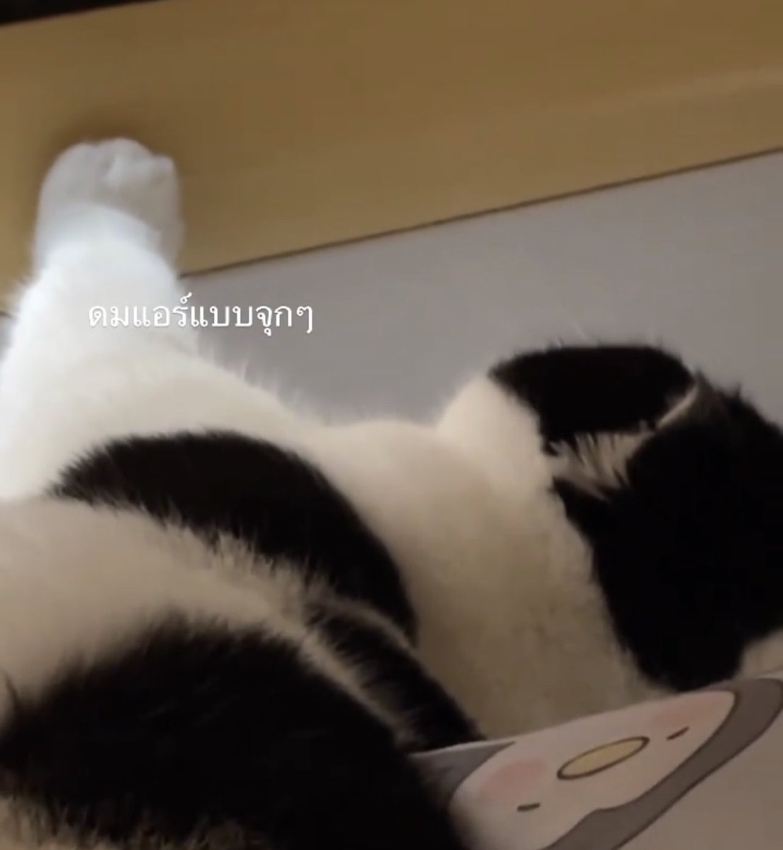 เชื่อแล้วว่าแมวกับเจ้าของจะนิสัยเหมือนกัน นี่ชอบกลิ่นแอร์มาก แต่แมวน่าจะชอบกว่า