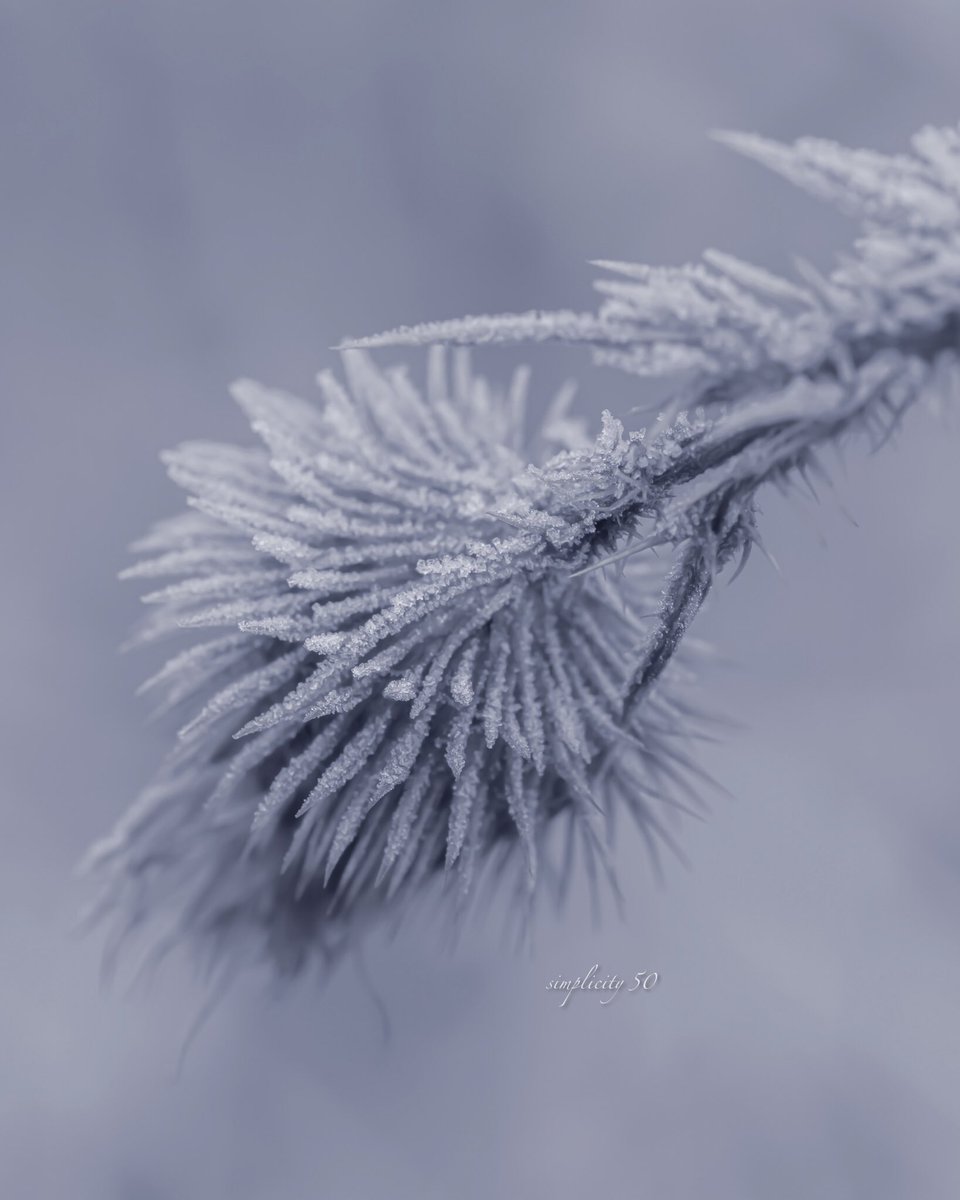 simplicity_50_'s tweet photo. frosty blues 💘
#macrohour
#frostbite https://t.co/nScMdX3gyb