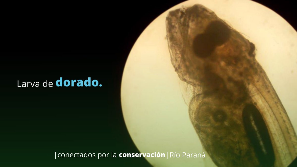 Larva de surubí y dorado.
Aunque a mucha gente le resulte sorprendente, los grandes peces del #RíoParaná como el surubí, el dorado, el manguruyú, la boga y otros ejemplares, comienzan sus días nadando en el rio como pequeñas larvas.