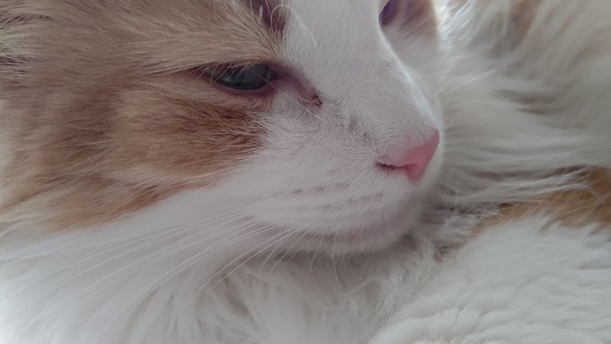 #ノルウェージャンフォレストキャット 