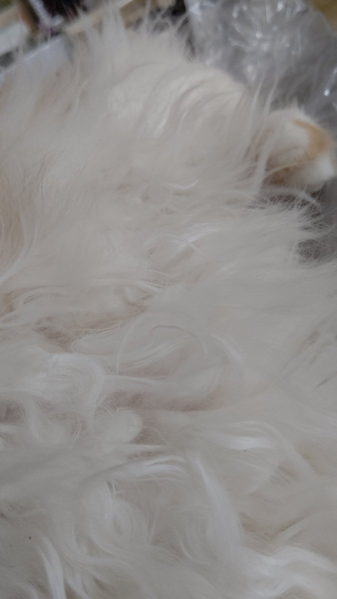 #ノルウェージャンフォレストキャット 