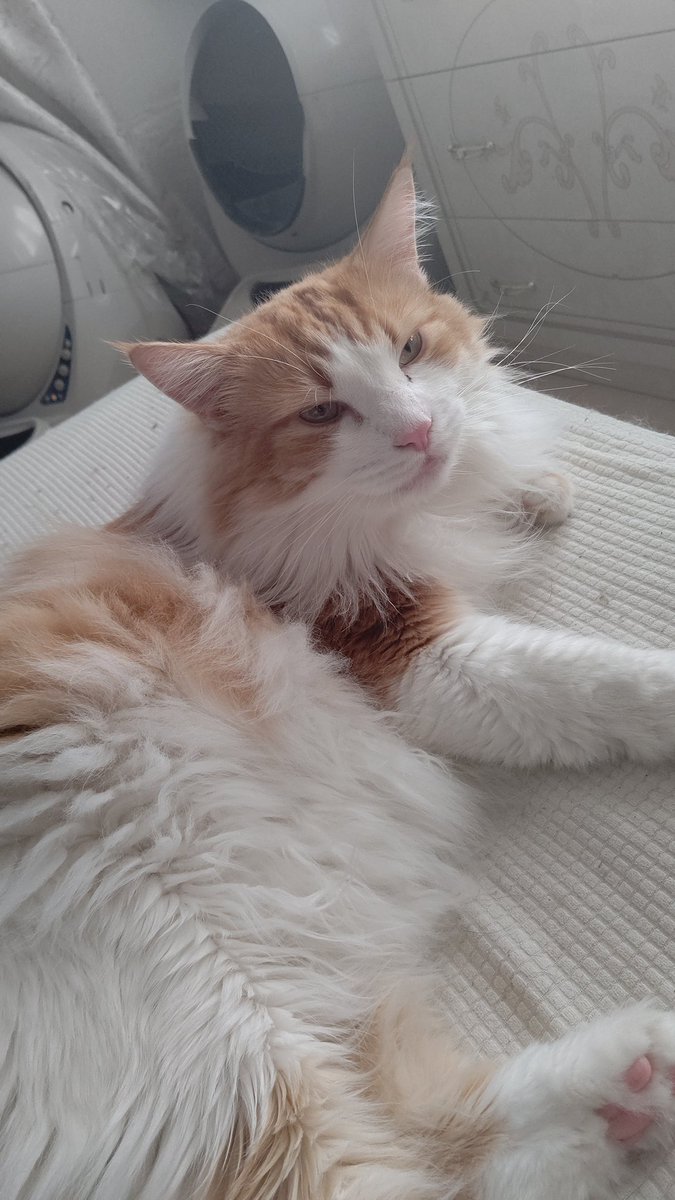 #ノルウェージャンフォレストキャット 