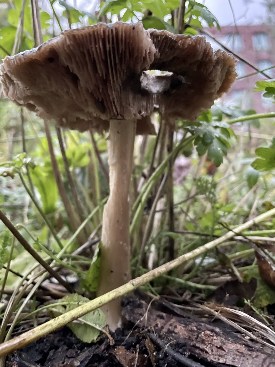 Buurttuin Delfgauw tweet media