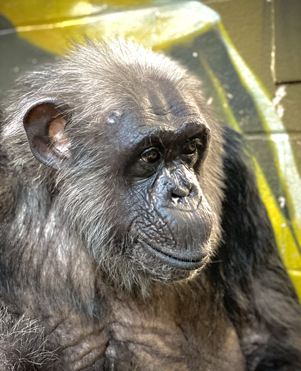 FaunaFoundation's tweet photo. Chance is spending her Sunday afternoon in her favourite spot! 

Chance passe son dimanche après-midi dans son endroit préféré ! https://t.co/boA5E3vueZ