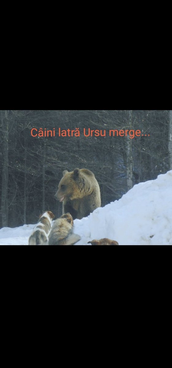 CalanceCiprian's tweet image. 