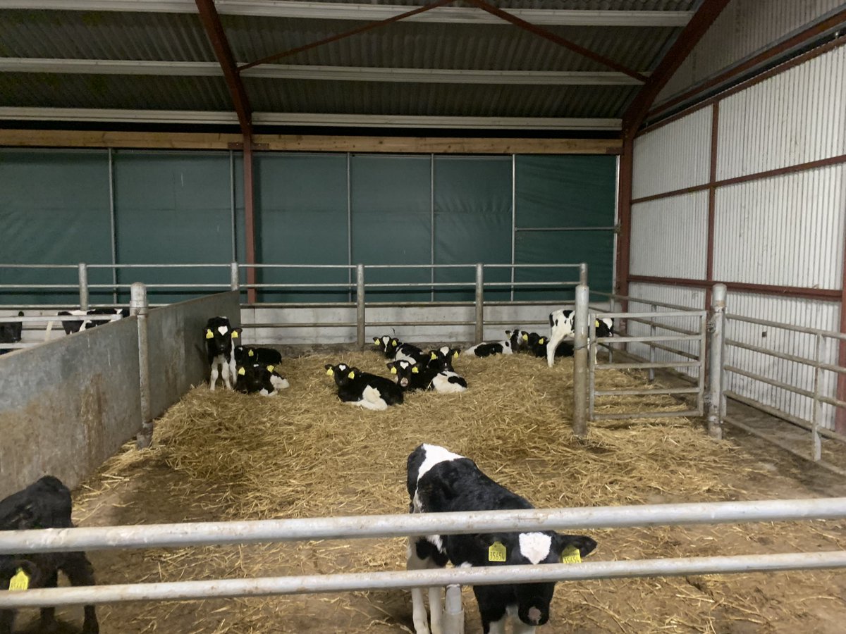 Brklydairysol's tweet photo. Lots n lots of little #princesscows #ladycows #lovecows #nextgenherd #teamdairy https://t.co/1QUX6GmWq0