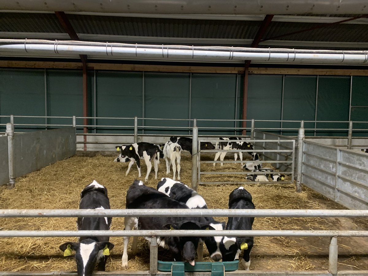 Brklydairysol's tweet photo. Lots n lots of little #princesscows #ladycows #lovecows #nextgenherd #teamdairy https://t.co/1QUX6GmWq0