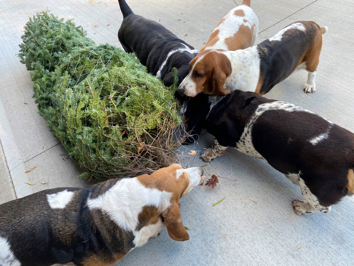 MocklerBassets's tweet image. We just got our #ChristmasTree🎄. Looks like it passed the #SniffTest👍🏻