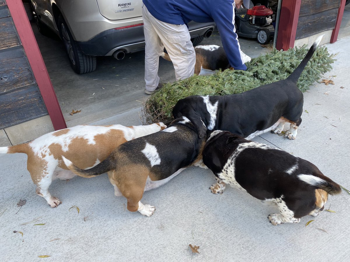 MocklerBassets's tweet image. We just got our #ChristmasTree🎄. Looks like it passed the #SniffTest👍🏻