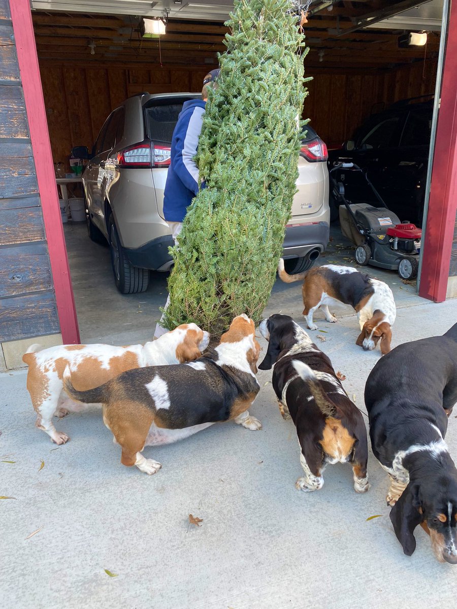 MocklerBassets's tweet image. We just got our #ChristmasTree🎄. Looks like it passed the #SniffTest👍🏻