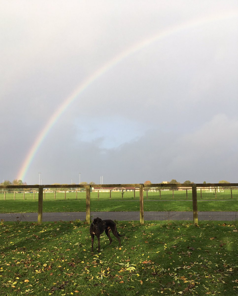 Hounds - in the plural (@sidthegreyhound) on Twitter photo 