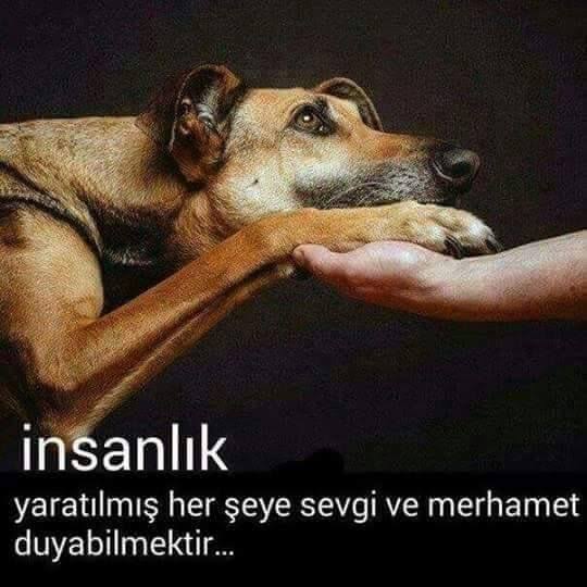 Patilidostlara2's tweet photo. #hayvanhakları #hayvalar #sokakhayvanları #hayvanlarısevelim #kedi #köpek https://t.co/JED7infizf