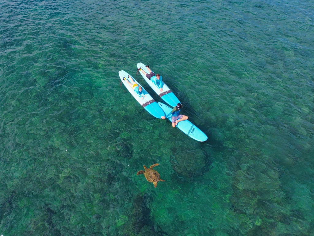 TurtleBayResort's tweet photo. Do you love the honu as much as we do? Here's what to do when you encounter a Hawaiian green sea turtle in the wild. Head to our website to learn even more about the honu and plan your next visit to Turtle Bay Resort.
#OnlyatTurtleBay #HonuWhisperer #SeaTurtles https://t.co/122g4MvIxw