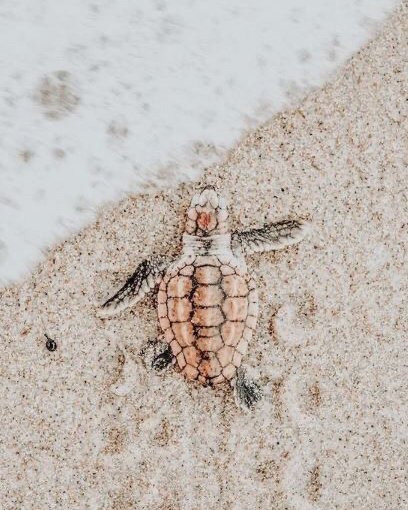 FerLuengo's tweet photo. Como marca sostenible es importante para nosotras cuidar al medio ambiente, por eso les pedimos que donen a diferentes fundaciones que cada día luchan por salvar al planeta 🌎♻️.

Una gran Fundacion que realmente esta haciendo una gran lucha por la protección de tortugas https://t.co/ZRHkeprmfa