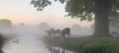 p3t3rini's tweet photo. Ducks and Deer at a pond in fog

#Wildlife #Photography #Peaceful https://t.co/QCT0lK5mkt