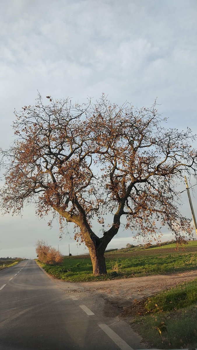 Festa degli Alberi,
tra l'altro insostituibili alleati attivi contro il dissesto idrogeologico.
Ma anche essi vogliono essere manutenuti, vanno potati e curati, soprattutto quelli di bordo strada che -durante gli eventi ventosi- possono mettere in pericolo la popolazione.