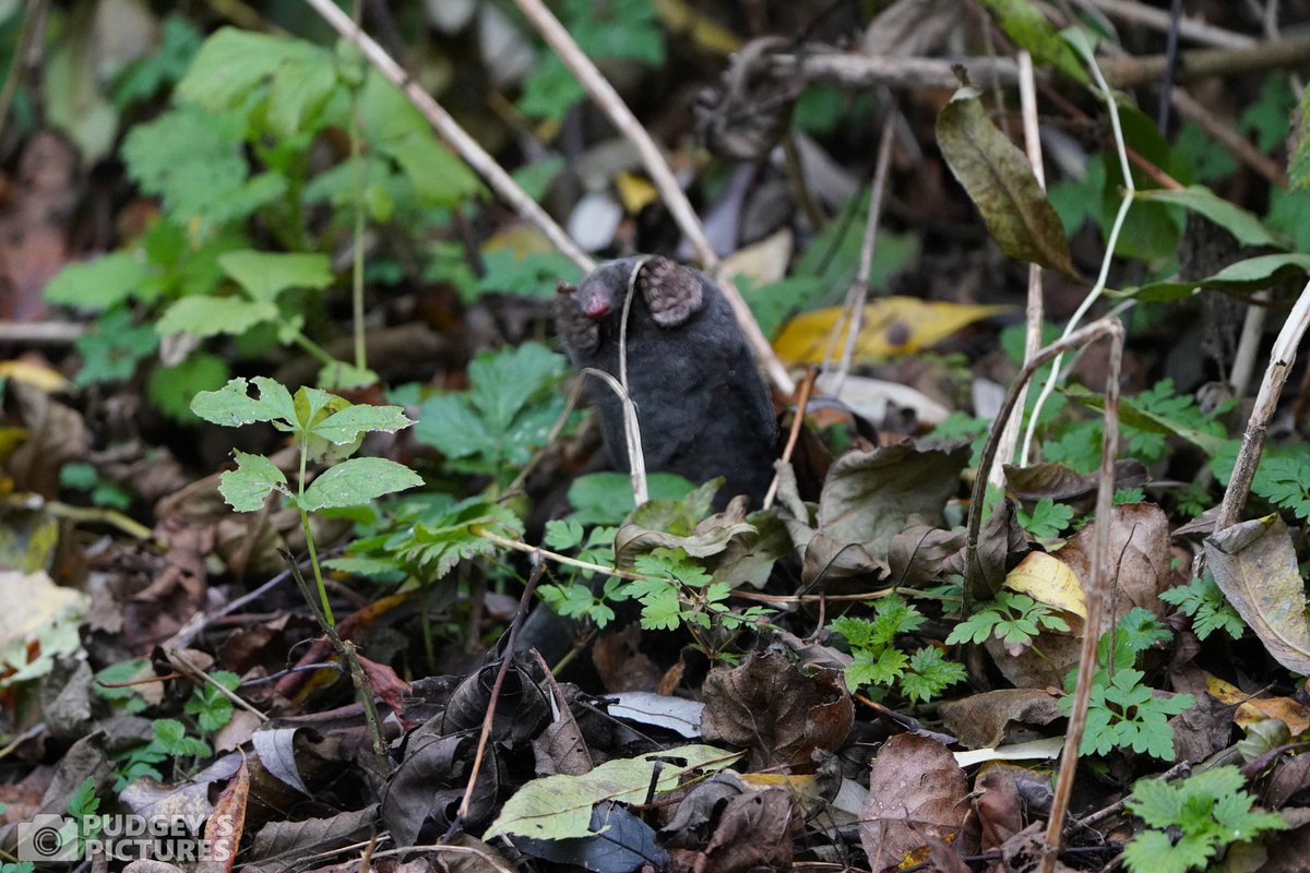 PudgeysPictures's tweet photo. A couple from this week at #brandonmarsh | Muntjac, Mole, Rat and a Bank Vole #brandonmarshsightings @WKWT https://t.co/F4FNyTWCkC