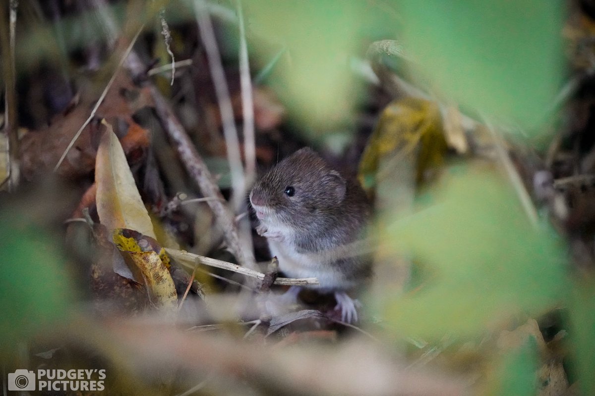 PudgeysPictures's tweet photo. A couple from this week at #brandonmarsh | Muntjac, Mole, Rat and a Bank Vole #brandonmarshsightings @WKWT https://t.co/F4FNyTWCkC