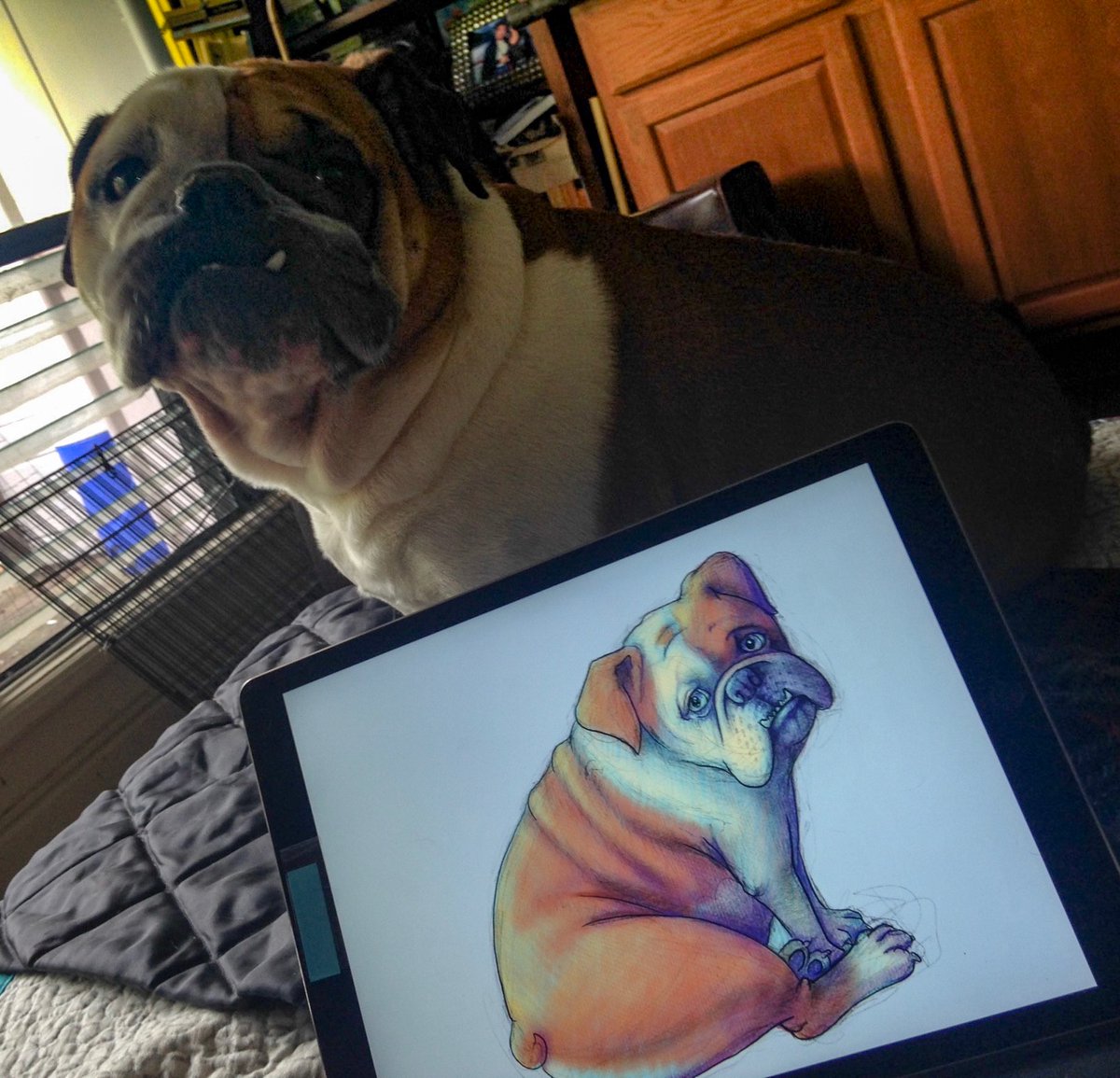 TammyYeeArt's tweet photo. My muse, striking a pose. #englishbulldog #kidlitart #kidlit #toomanypets #workingfromhome #childrensbookart #illustrator #procreate #everyoneisacritic https://t.co/DJHZFg8KVI