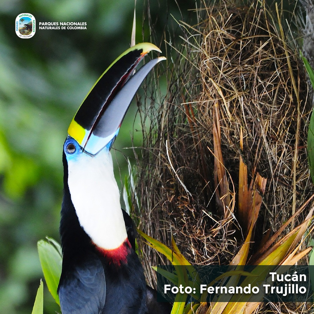 En la región Amazonía hay más de 600 especies de aves. 

En esta galería de imágenes puedes ver algunas de ellas que se encuentran en nuestras áreas protegidas.
 #ProtejoMisParquesNacionales