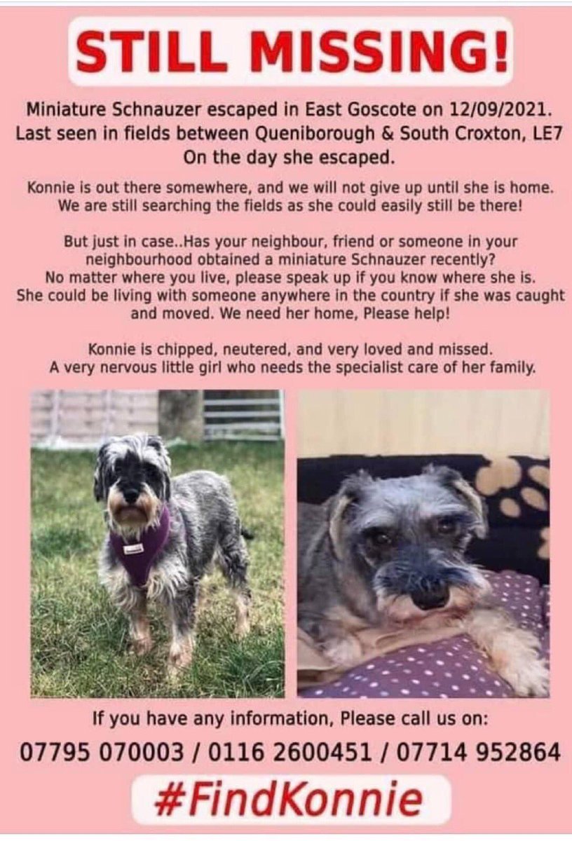 Please RT and help #findKonnie She went missing on 12th September 2021 from the #EastGoscote #Quenilborough area #Leicestershire Please do not approach as she is an ex puppy farm dog and is very nervous. Please help get her home. 🙏💕 #MinatureSchnauzer #missingdog