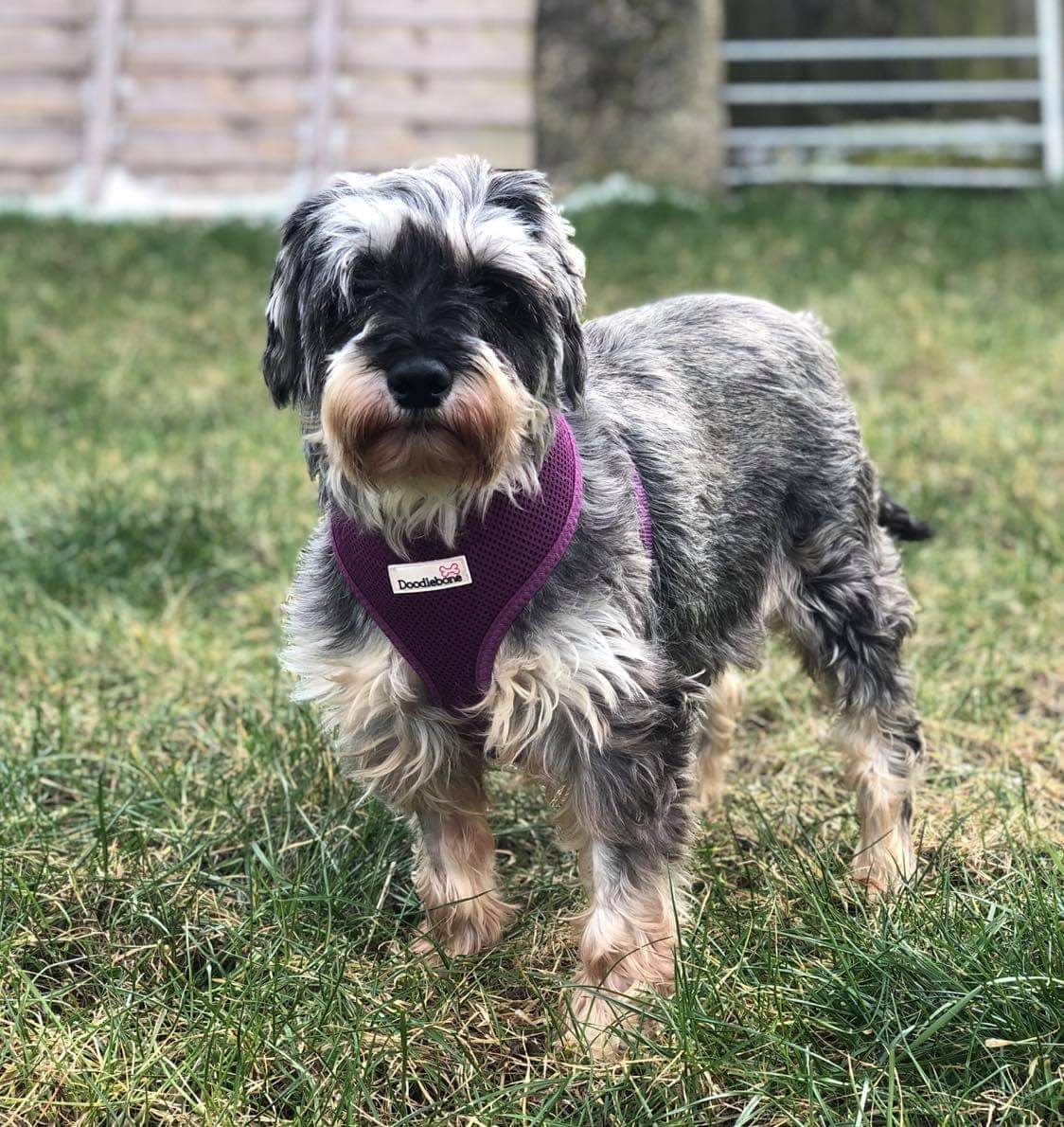 💔💔 MISSING DOG 💔💔
escaped garden #EastGoscote last seen in fields nr #Queniborough #Leicestershire #findkonnie #findkonniele7 #missingdog #minischnauzer #Miniatureschnauzer #Nevergiveup #Leicestershire #dogsofinstagram #DogsofTwittter <a href="/Animals1st/">Animals1st</a> <a href="/DogSafeUK/">DogSafeUK</a>