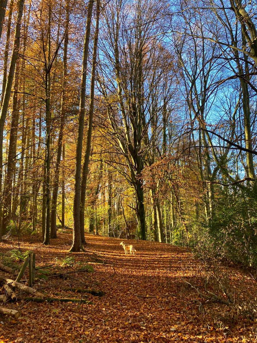 whizzylaw's tweet photo. #Glanusk #Wales #Autumn #DogsofTwittter #Beechwoods https://t.co/fi1z9Fo498