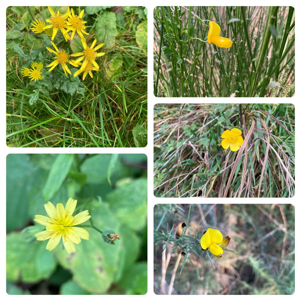 Yay! Managed #thewinter10 this week 😊, East Scotland - viper’s bugloss, white dead-nettle, borage, hogweed and red campion ,ragwort , broom,buttercup, gorse, nipplewort @BSBIbotany #wildflowerhour