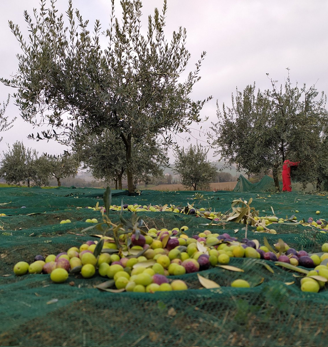 LeAvventure's tweet photo. E niente anche quest'anno non sono riuscito ad evitare la fatica della raccolta dell'oliva... ma che soddisfazione. 
#olive
#raccoltaolive
#campagna 
#campagnamarchigiana
#natura #olivepicking #oliodioliva https://t.co/MyXJoLzCnF