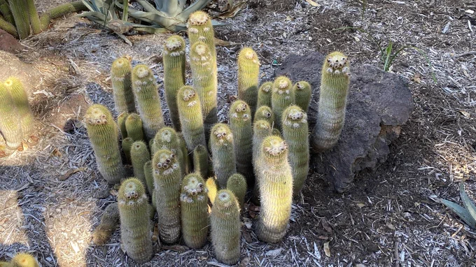 Organically sourced Deckmen 