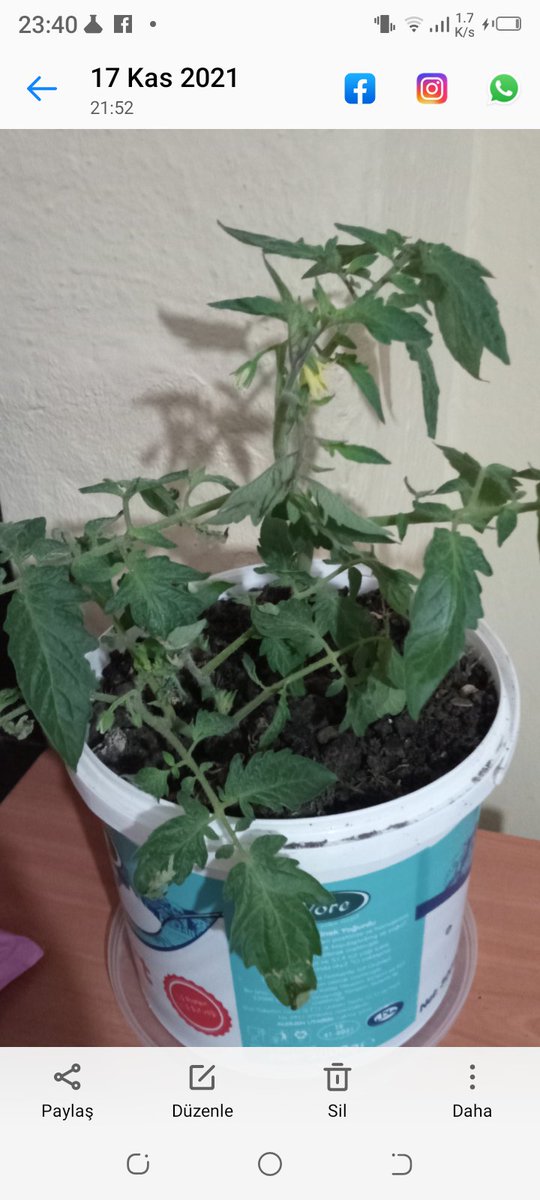 Evde domates 🍅 de oluyormuş sera.gibi