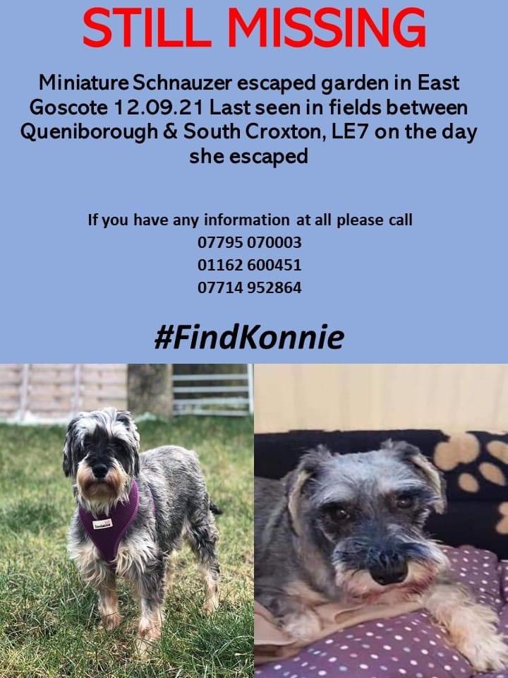 #schnauzer #konnie needs your help 🙏🏻 Can you take 10 seconds of your life to tweet for a missing dog? You can! Thank you 😊👍🏻 #teamwork makes #dreamwork  <a href="/rosiedoc666/">Rosie Doc</a> <a href="/KarenFi51820768/">Karen Field</a> <a href="/ChrstinaKelly/">Christina Kelly</a> <a href="/GaryLineker/">Gary Lineker</a> <a href="/TomHardyDaily/">Tom Hardy Daily</a> <a href="/clare64575931/">clare</a> <a href="/MissingPetsGB/">Missing Pets GB</a>