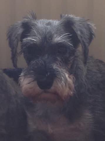 #findKonnie 

What’s going on tonight on twitter 🧐

I believe it’s all about ME ⬇️

I’m still looking for my family 
LOST  in EAST GOSCOTE 🆘 

doglost.co.uk/dog-blog.php?d…

<a href="/alid2912/">ali d</a> <a href="/AlanDaffern/">John David Alan Daffern and Davey d...all grown up</a> <a href="/MsTKIndeed/">TK</a> <a href="/reggiemollieros/">Lesley White</a> <a href="/SheilaGarci2/">Sheila Garcia</a> <a href="/BitofDecorum/">Debby Morris 🐕🐾💕</a> <a href="/bs2510/">beth</a> <a href="/gelert01/">GG01</a> <a href="/RachaelB100/">Rachael</a>